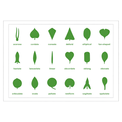 Botany Cabinet Control Chart