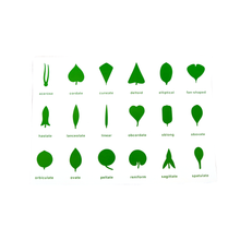 Botany Cabinet Control Chart