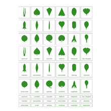 Botany Cabinet Nomenclature Cards